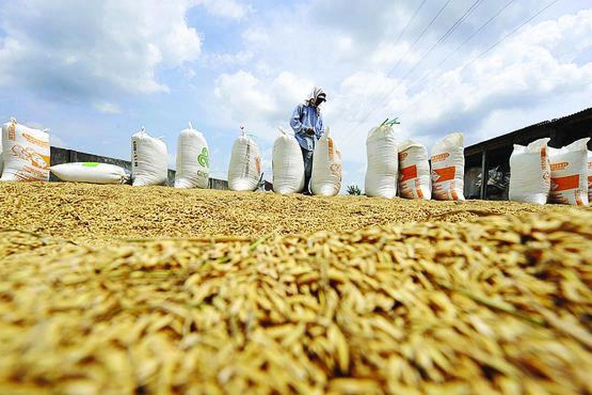 Ilustrasi: Petani menjemur gabah.