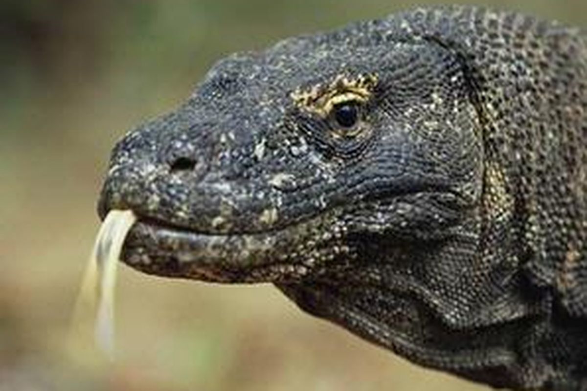 Komodo, kadal terbesar di dunia
