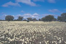 3 Festival Bunga Liar di Australia Barat Tahun Ini