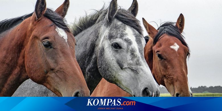 111 Kuda Dirawat karena Sengatan Matahari di Festival Jepang, 2 Ekor Mati
