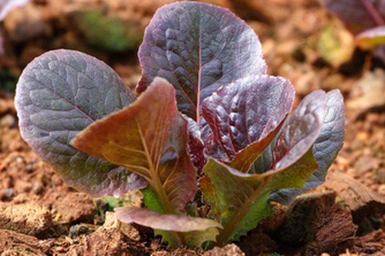Ilustrasi budidaya selada merah organik