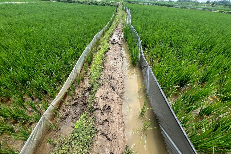 Jalur pematang sawah menuju Bledug Kramesan, Rabu (16/4/2025).