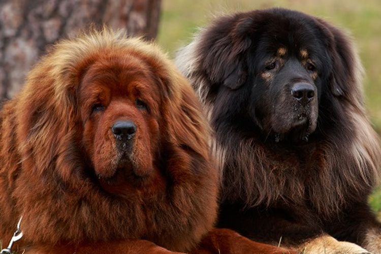 Ilustrasi anjing - Anjing ras Tibetan Mastiff.