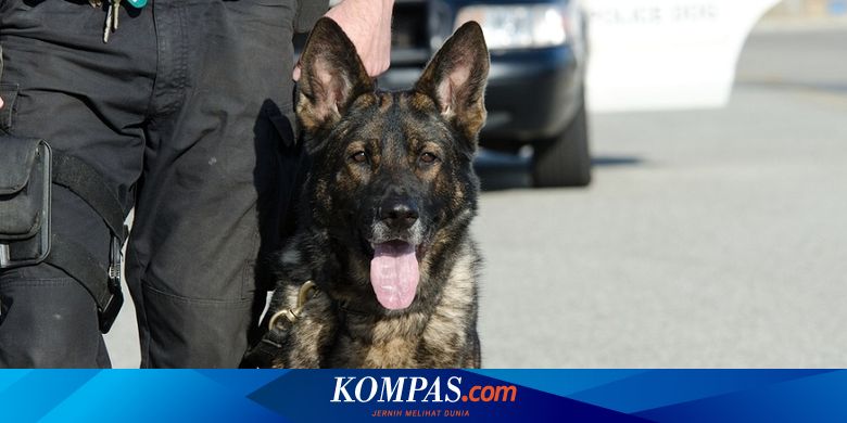 Kejar Layangan Putus, Bocah Usia 10 Tahun Diserang 3 Anjing Herder