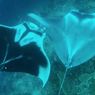 Pertemuan Langka Dua Pari Manta, Panggilan Konservasi Laut Raja Ampat