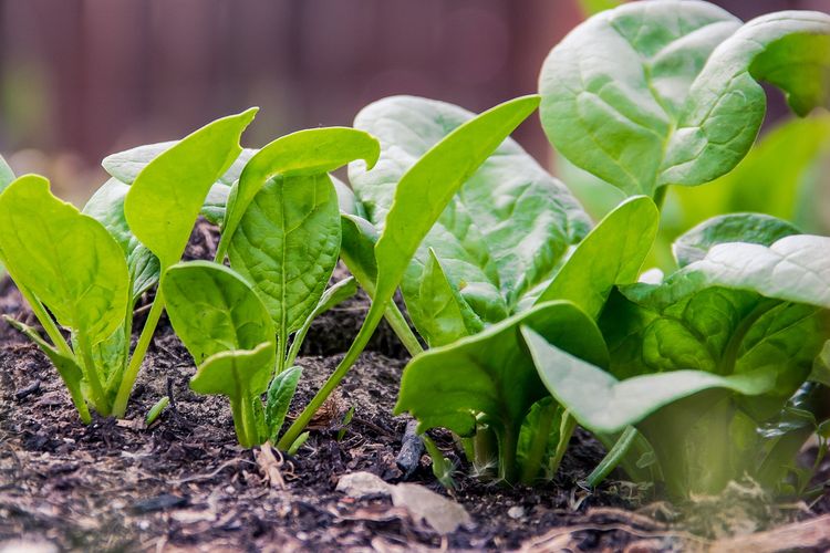 Ilustrasi menanam bayam, tanaman bayam.