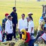 Panen Raya, Jokowi Minta Bulog Serap Gabah Petani