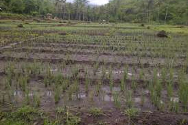 Petani bawang asal Desa Punti, Kecamatan Soromandi, Kabupaten Bima mengalami kerugian akibat tanaman mereka rusak dan membusuk sebelum masa panen karena terkena air hujan.