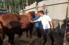 Mengenal Gesbi, Sapi 1,1 Ton Asal Lumajang yang Dibeli Presiden Jokowi untuk Kurban di Surabaya