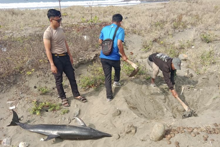 Lumba-lumba 1,65 Meter Ditemukan Mati Terdampar di Pantai Timur Pangandaran