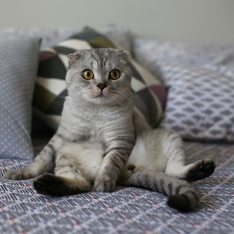 Ilustrasi kucing.