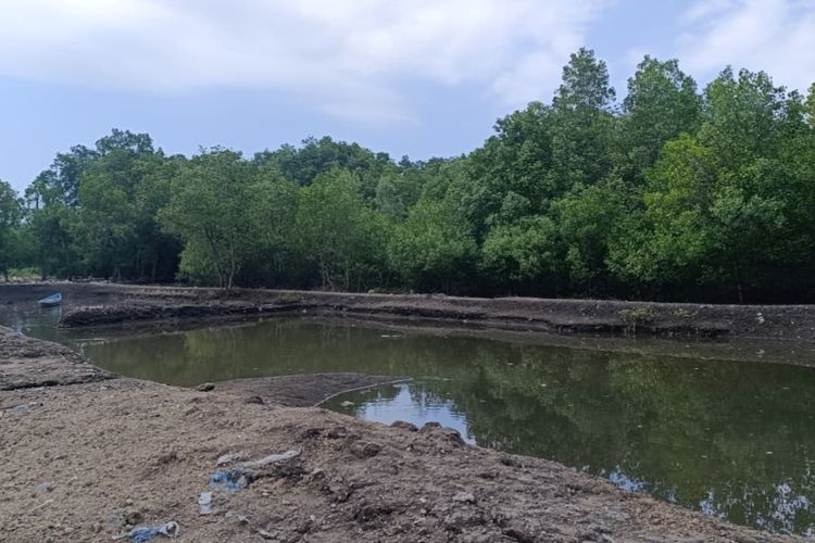 DLH Temukan Aktivitas Penebangan Mangrove dan Tambak Ikan Ilegal di Pesisir Maumere