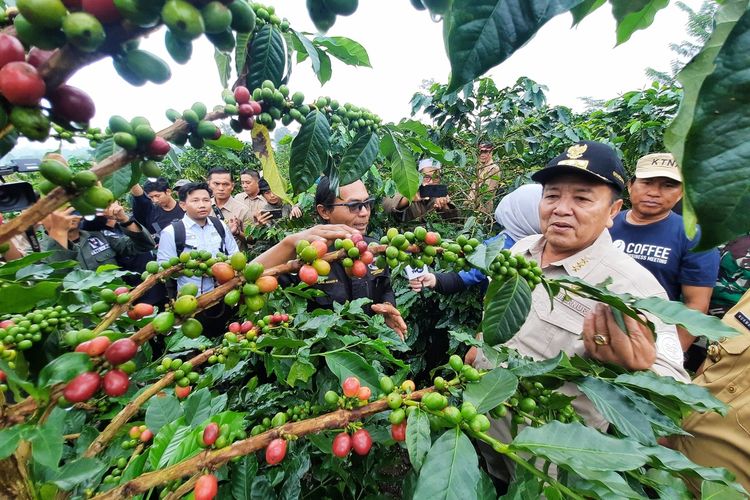 Gubernur Lampung Arinal Djunaidi saat panen kopi di Lampung Barat, Selasa (30/1/2024).
