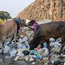 Mengandung Timbal, Sapi di Kawasan TPA Putri Cempo Diimbau Tak Dijadikan Hewan Kurban