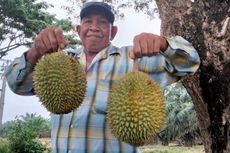 Sedang Melintasi Jalan Lintas di Aceh Tamiang Ini, Jangan Lupa Beli Durian Sukarami