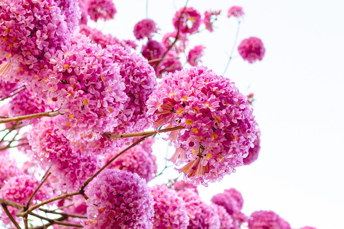 Ilustrasi tanaman bunga Tabebuya. 