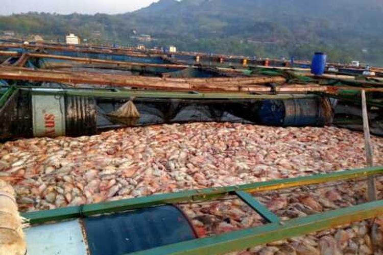 MATI-Ribuan ikan nila milik petani di karamba Waduk Gajah Mungkur Wonogiri mati mendadak setelah hujan mengguyur Kabupaten Wonogiri dalam beberapa hari terakhir.