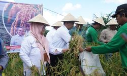 Melalui Program Kesatria, Petani di OKI Berhasil Panen Padi Gogo di Lahan Sawit