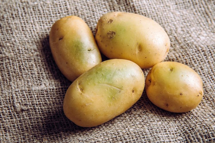 Kulit kentang mulai berwarna hijau karena adanya produksi klorofil dalam kentang akibat paparan cahaya.