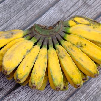 Ilustrasi pisang kepok. 