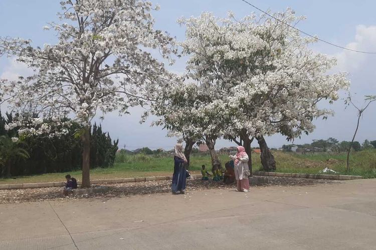 Beberapa warga tengah mengabadikan momen diantara pohon bunga Tabebuya di Komplek Bumi Siliwangi, Kecamatan Baleendah, Kabupaten Bandung, Jawa Barat pada Rabu (15/11/2023)