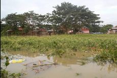 Korban Banjir Terganggu Eceng Gondok, Butuh Bambu Sebagai Penghalang 