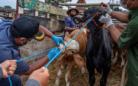 Foot-and-Mouth, Lumpy Skin Disease Outbreaks in Indonesia Spark $164 Million NSW Biosecurity Lift