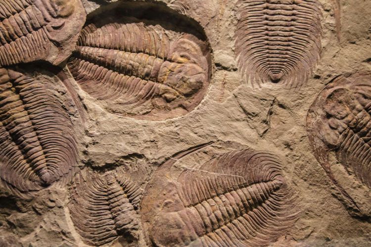 Fosil trilobite, trilobita, trilobit. Hasil penelitian menunjukkan, mata hewan purba ini mirip dengan mata majemuk yang dimiliki krustasea dan lebah modern.