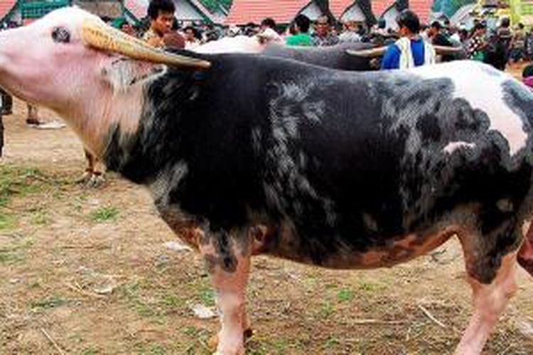 Kerbau jenis saleko adalah kerbau termahal dalam lingkungan budaya di Toraja. Ciri khasnya adalah tanduk kuning, lingkaran putih di bola mata, serta berkulit hitam dan putih. Tingginya harga bergantung pada kelangkaannya. Harga per ekor bisa mencapai lebih dari Rp 1 miliar.