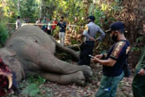 Seekor Gajah Sumatera Mati Dibunuh di Riau, Belalainya Dipotong