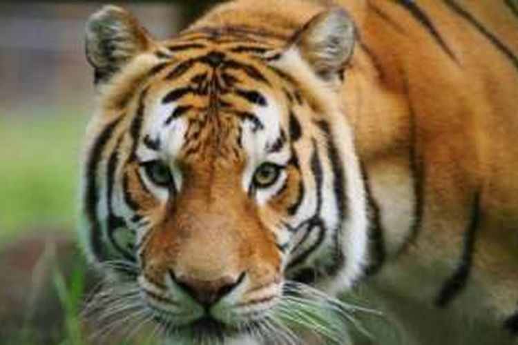 Unduh 670 Gambar Harimau Tua Terbaik HD