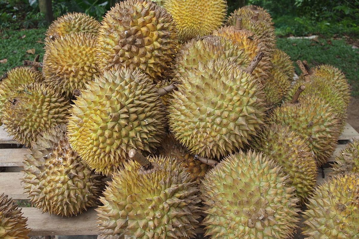 Ilustrasi durian, buah durian. 