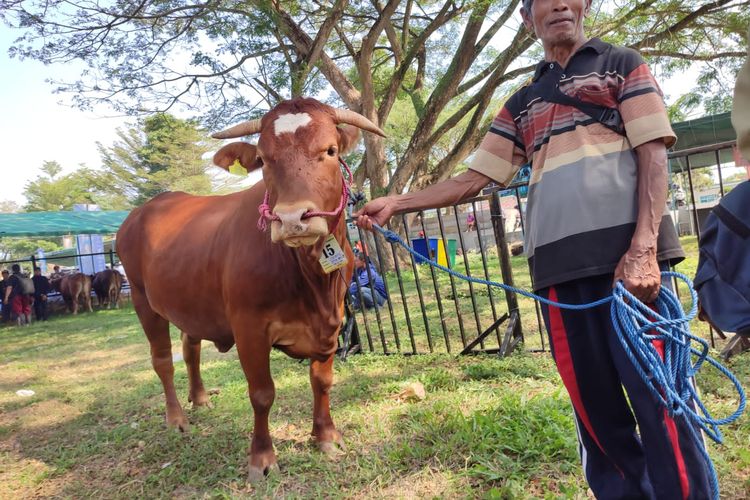 Salah satu warga Banyuwangi mengikuti kontes ternak