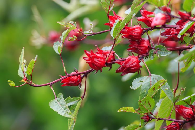 Ilustrasi tanaman bunga rosella, tanaman rosella. 