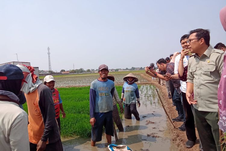 Ketika Plt Mentan Dengarkan Keluhan Petani, Mulai dari Banyak Tikus Hingga Mahalnya Bensin Pemompa Air