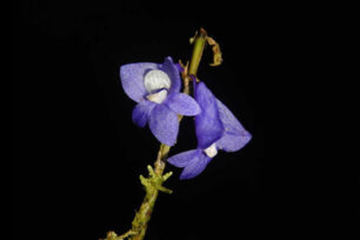Anggrek biru (Dendrobium azureum Schuit.) adalah spesies langka dan endemik yang hanya ditemukan di Cagar Alam Pulau Waigeo, Raja Ampat, Papua Barat