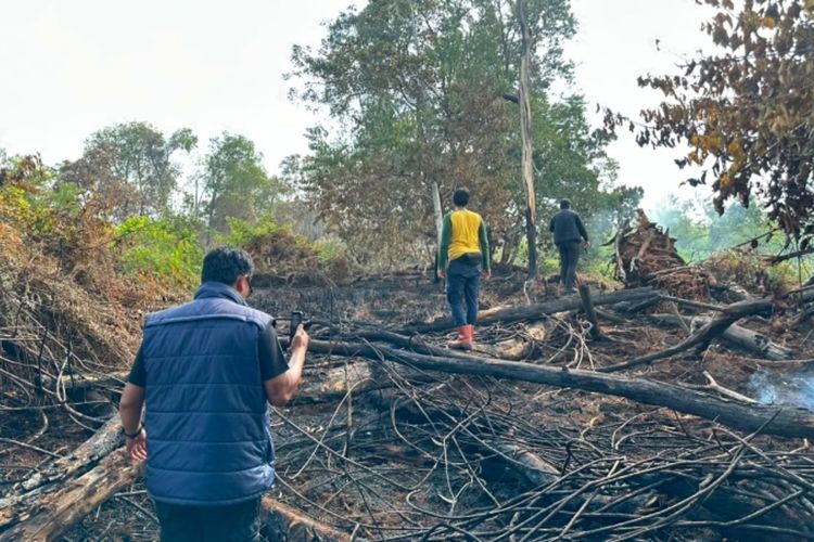 Polisi Tangkap Pelaku Pembakaran Lahan untuk Kebun Sawit di Pelalawan Riau yang Diduga Picu Karhutla