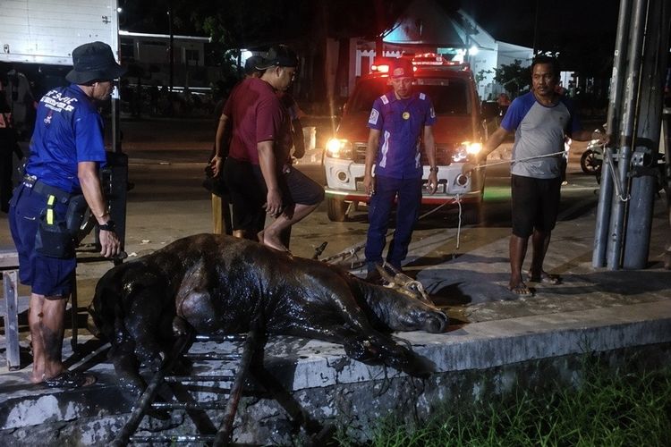 Sapi Kurban Seberat 430 Kilogram di Jatibarang Indramayu Tercebur ke Sungai