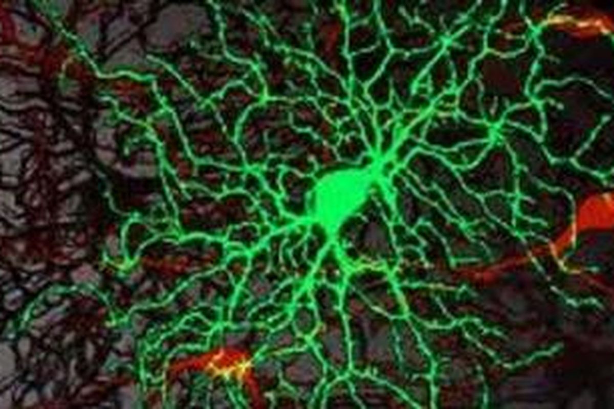Ilustrasi sel-sel saraf di Otak yang terdiri dari jenis excitatory (merah) dan inhibitory (hijau)