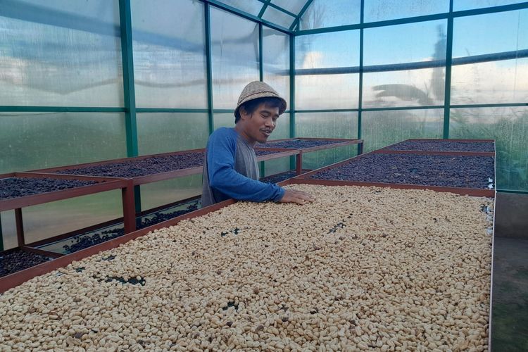 Budidaya kopi Tirto, kopi konservasi.