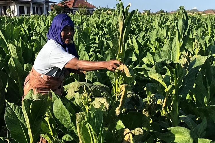 Tanaman Tembakau di Pamekasan Mendadak Mengering Jelang Panen, Pemilik Histeris