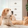 Waspadai, Anjing dan Kucing Peliharaan Bisa Menderita Demensia