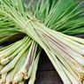 Daun Serai Mengandung Apa? Berikut Daftar Nutrisinya...