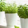 8 Tanaman Herbal yang Mudah Tumbuh Subur di Ambang Jendela