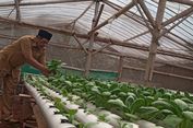 Cerita Pak Guru Cecep Sukses Kembangkan Sayuran Hidroponik di Cianjur hingga Tembus Supermarket