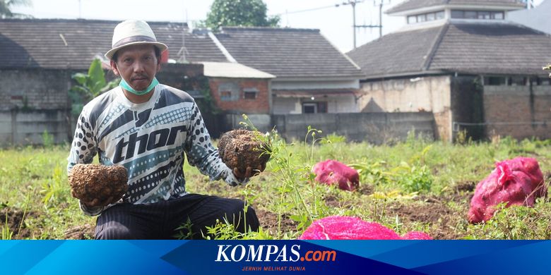 Pesta Porang, Petani Cianjur Untung Besar - Vimarsana News