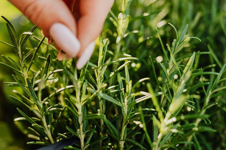 Ilustrasi tanaman Rosemary, daun Rosemary. 