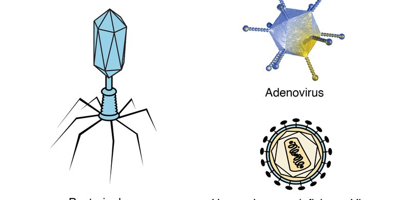 Special Features of Viruses Not Found in Other Organisms Page all