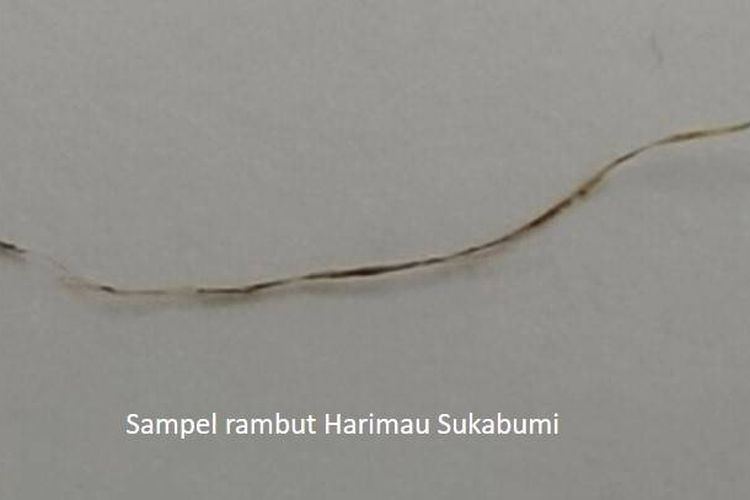 Sampel sehelai rambut yang ditemukan di Cipeundeuy, Sukabumi Selatan, Jawa Barat. Rambut ini ditengarai sebagai bagian dari harimau jawa.