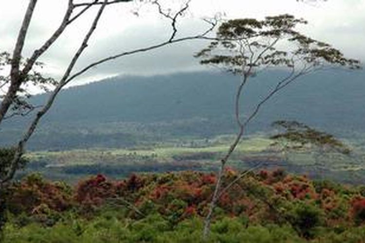 Hamparan tanaman kayu manis berwarna kemerahan mempercantik kawasan Taman Nasional Kerinci Seblat, Merangin, Jambi. Kayu manis diambil kulitnya menjadi bahan minuman hangat masyarakat setempat. Gambar diambil Sabtu (13/4/2013).
